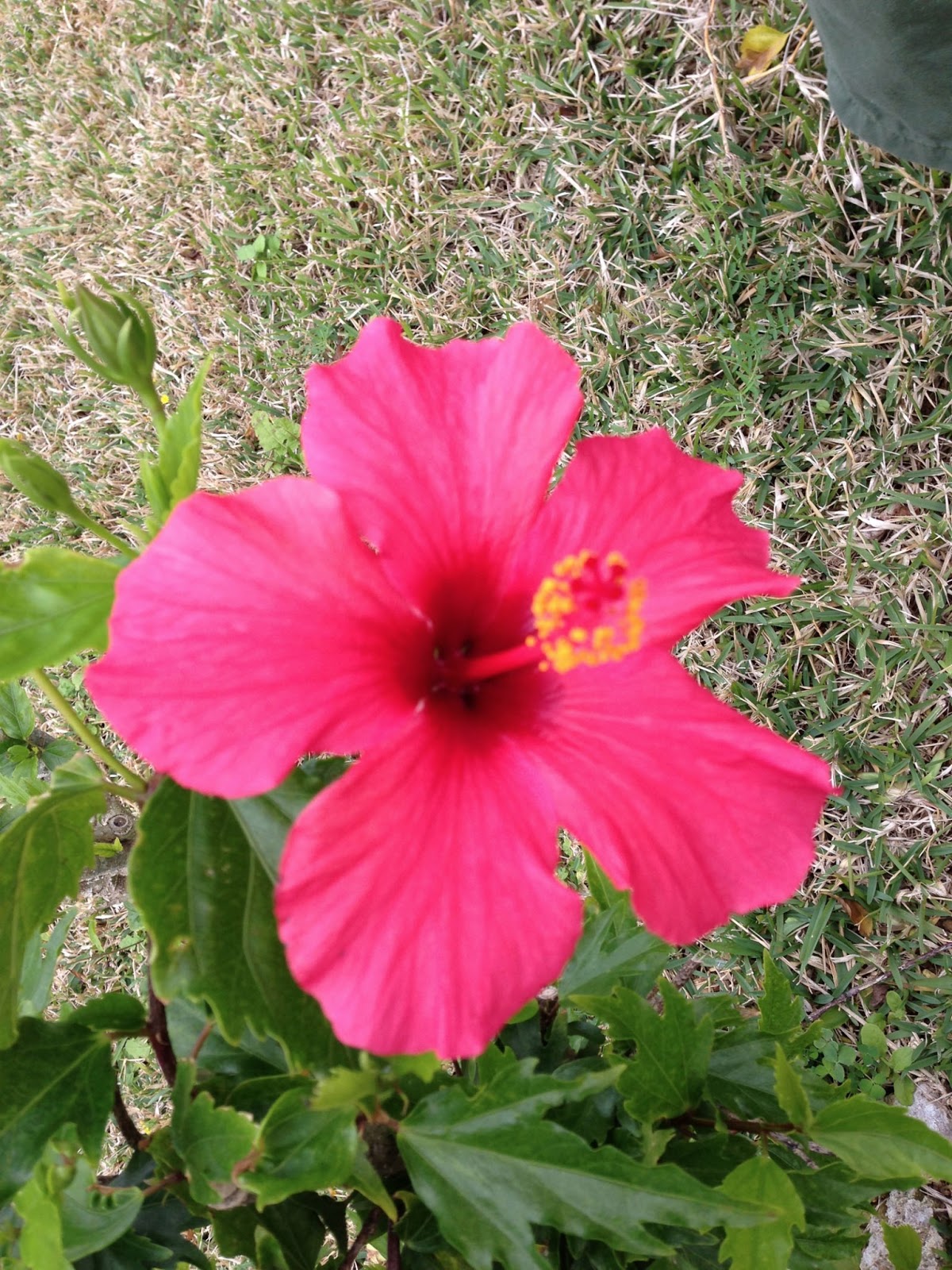 赤いハイビスカスの花