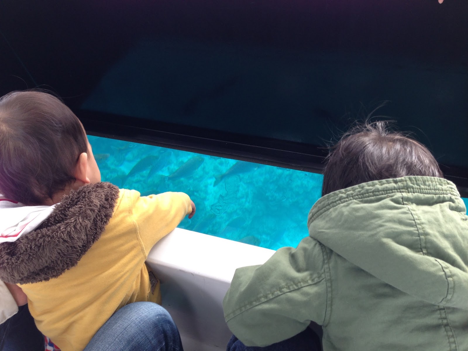 ブセナテラスのグラス底ボートを真剣に覗き込んでいる息子達