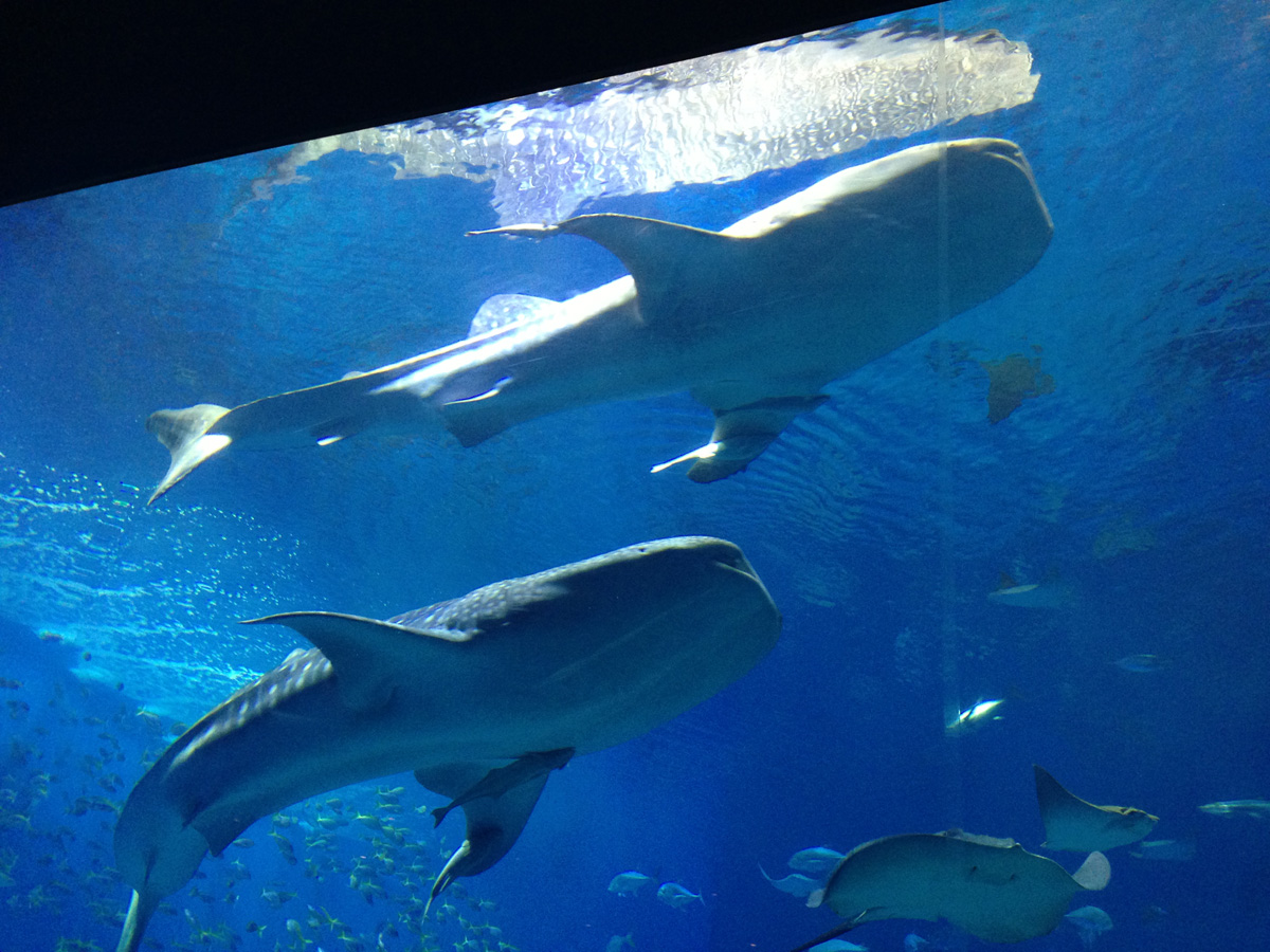 美ら海水族館のジンベイザメの画像