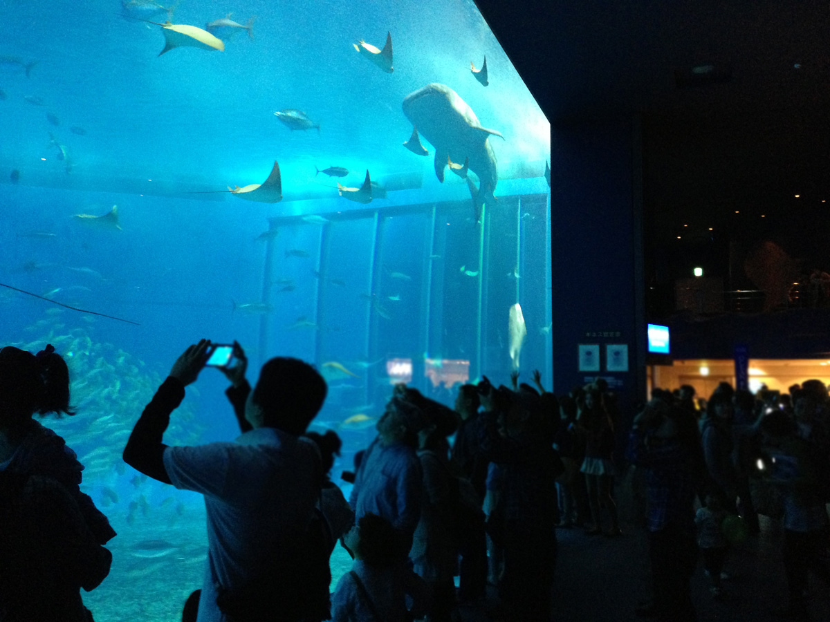 美ら海水族館のメインの大水槽