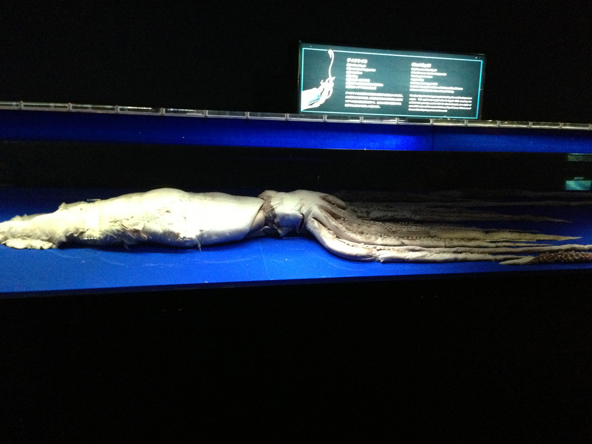 美ら海水族館に展示されていたダイオウイカ